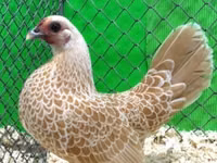 سيبرايت — الصورة 1