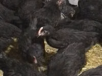 Chickens — الصورة 2