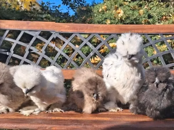 Poule soie