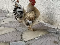 Chickens — Foto 1