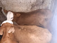 Banteng, Simmental cattle — foto 1