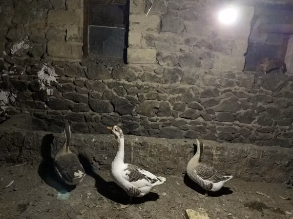 Geese