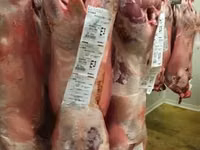 雄羊, Beltex sheep — 写真 3
