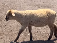 Domba jantan, Hampshire sheep — foto 7