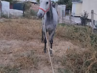 Caballo, Thoroughbred horse — foto 4
