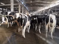 Vaca, Raza Holstein — foto 5