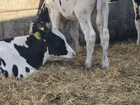 雄牛, Russian Black pied cattle — 写真 7