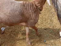 Bélier, Katum sheep — photo 4