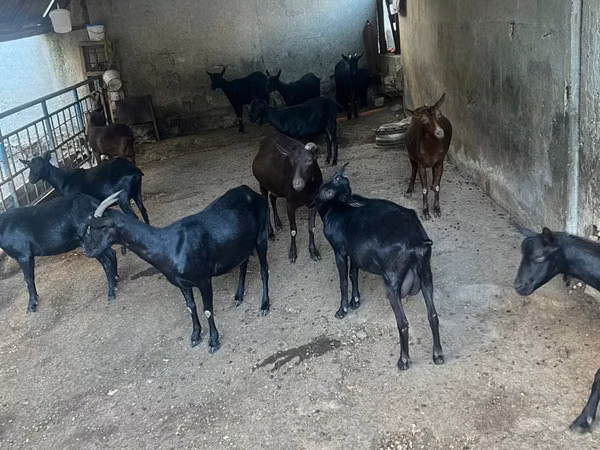 Ziege, Murcia-Granada goats