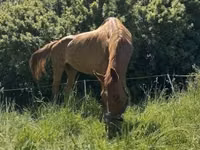 雌馬, Polish pony — 写真 7
