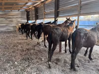 Cheval, Horse breed — photo 3