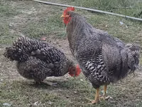 Slovenian Barred Hen — foto 1