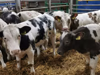 Banteng, Belgian Blue — foto 1