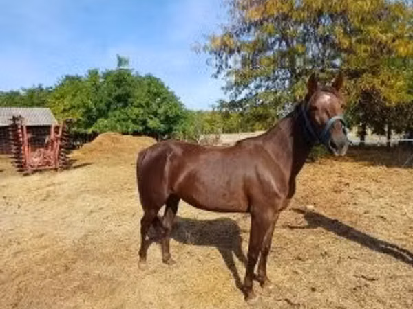 Yegua, Standardbred
