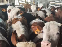 Bulle, Simmental cattle — Foto 2