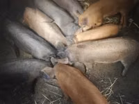 Babi (batch, jenis kelamin tidak disebutkan) — foto 1