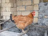 Chickens — photo 2