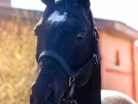Kuda jantan, Thoroughbred horse — foto 2