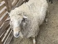 Domba jantan, Merino sheep — foto 4