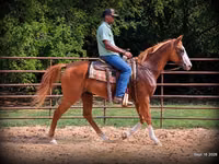 Caballo, American paint horse — foto 6