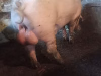 Babi jantan — foto 1