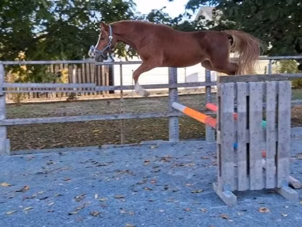 حصان, Welsh Cob