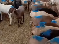 雄羊, Rhon sheep — 写真 1