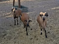 雄羊, Cameroon sheep — 写真 2