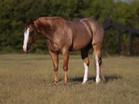 Caballo, Quarter Horse — foto 2