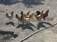 Chickens — 写真 2