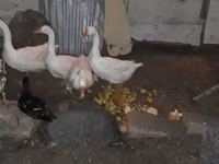 Geese — foto 1