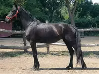 雌馬, Friesian — 写真 2