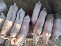 خنزيرة, الخنازير — الصورة 2