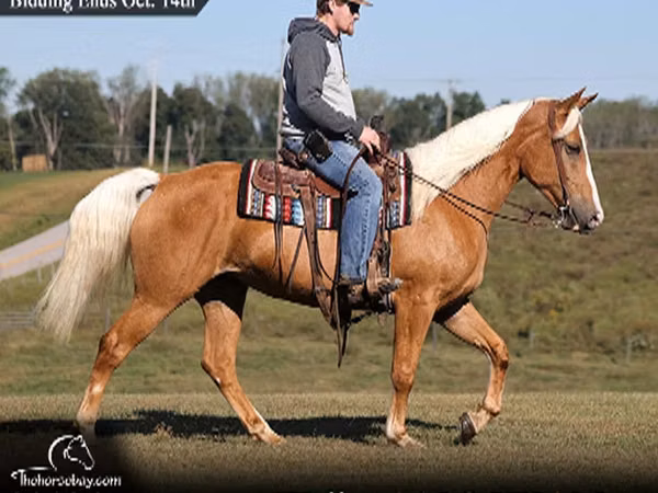 Yegua, Palomino