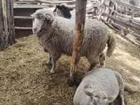 Domba jantan, Suffolk sheep — foto 2