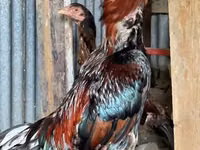 Chickens — photo 1