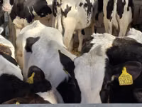 雄牛, Russian Black pied cattle — 写真 3