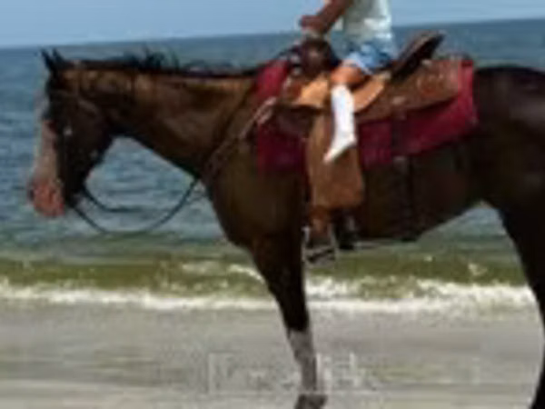 Jument, American paint horse
