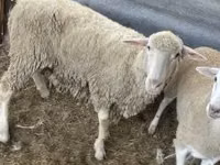 Domba jantan, Merino sheep — foto 2