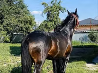 Caballo, Swedish warmblood horse — foto 6