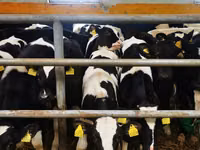 公牛, Dutch cow (Extinct) — 照片 4