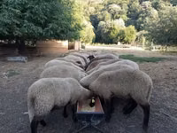 Oveja, Tsigai sheep — foto 2