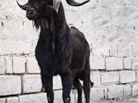 Boucs, Anatolian Black goats — photo 1