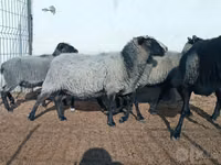 Domba betina, Romanov sheep — foto 2
