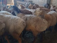 Bélier, Arashan sheep — photo 2