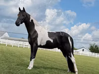 Caballo, Tennessee Walking Horse — foto 6