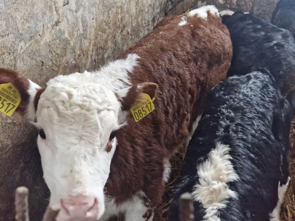 أبقار (دفعة، الجنس غير محدد), Simmental cattle
