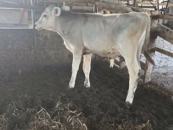 Bulle, Swiss cattle