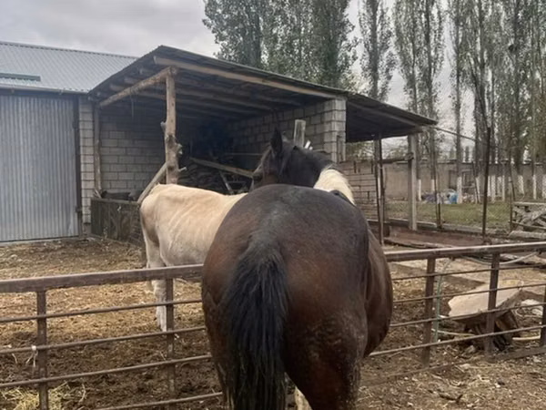 Cheval, Chevaux