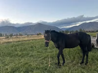 Caballo, Caballos — foto 3